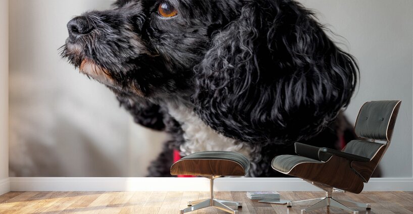 Little Daisy Wall Murals