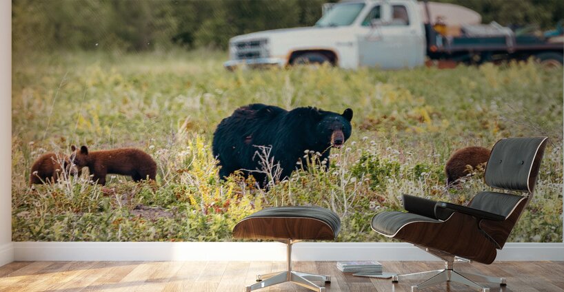 Black Momma Bear Three Cinnamon Cubs Lac Du Bonnet Manitoba Canada Wall Murals