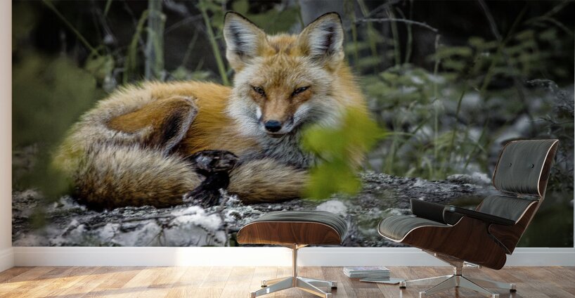 Sleepy Red Fox In Rural Manitoba Canada Wall Murals