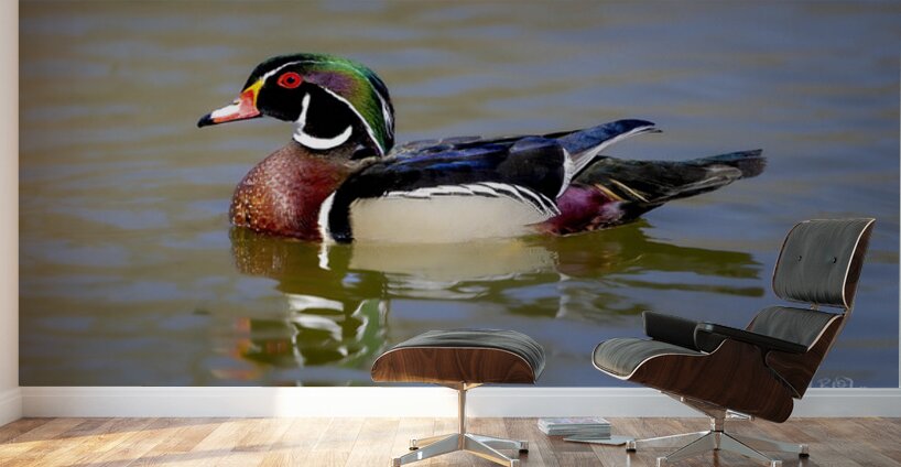 Male Wood Duck Manitoba Canada Wall Murals