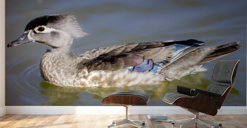 Wood Duck Manitoba Canada Wall Murals