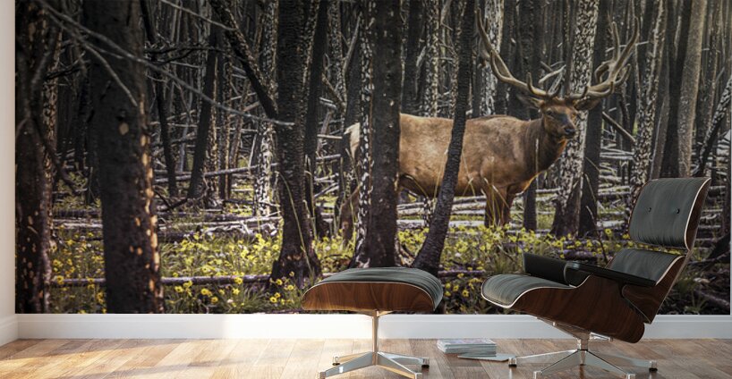 Elk Enjoying The New Flowers After The Wildfires Jasper Alberta Canada Wall Murals