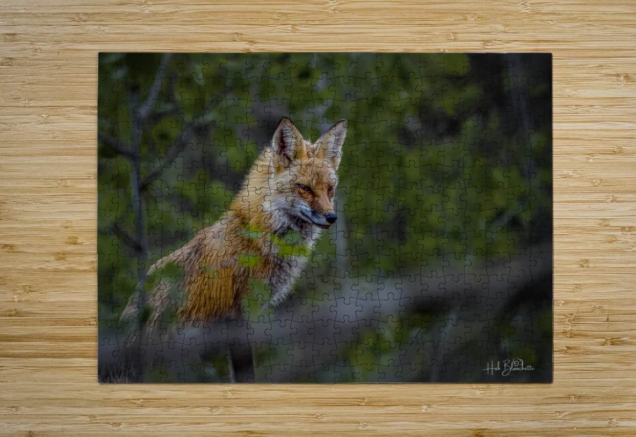 Fearless Red Fox In Cottage Country Manitoba Canada Hub Blanchette Puzzle printing