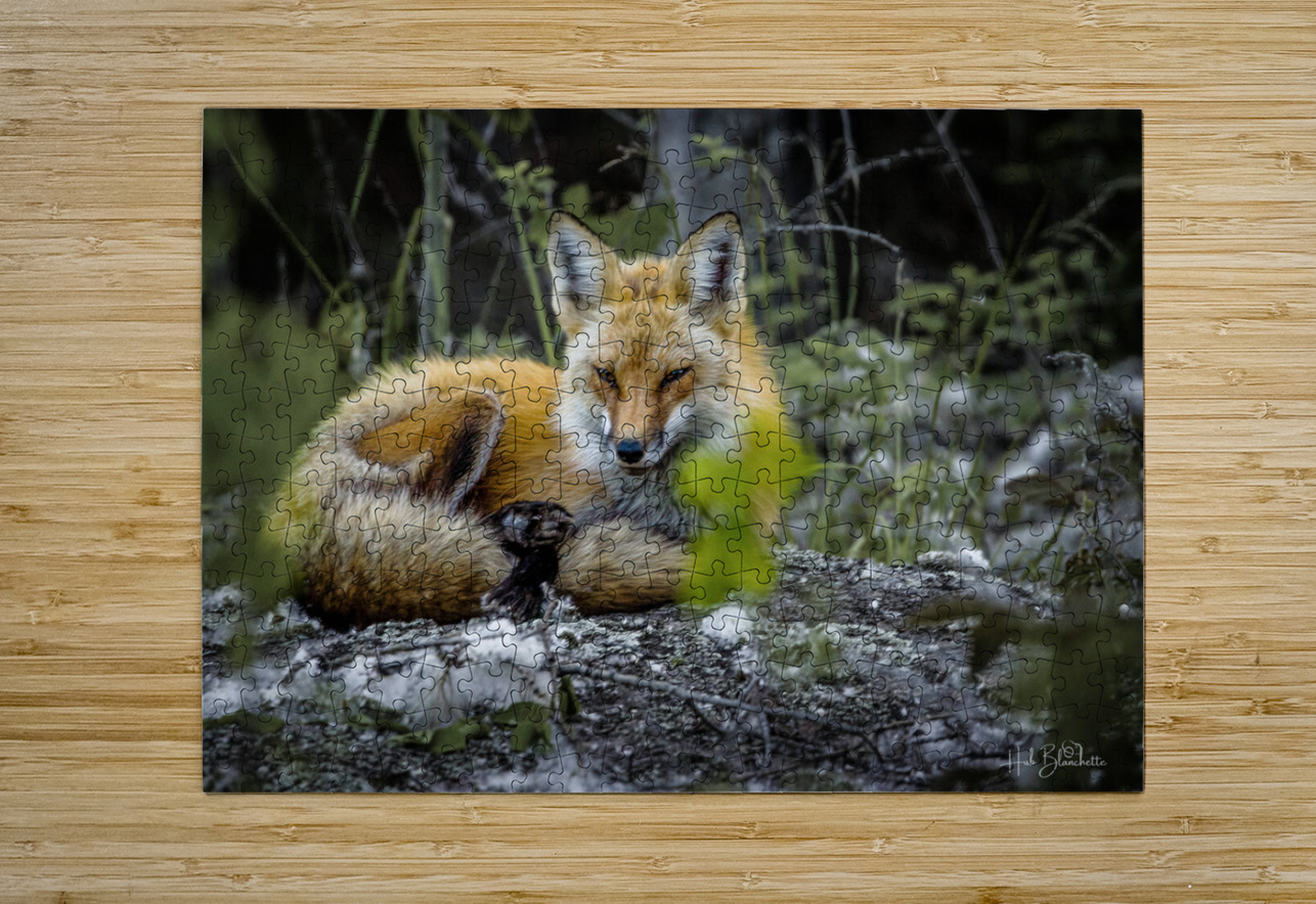 Sleepy Red Fox In Rural Manitoba Canada Hub Blanchette Puzzle printing