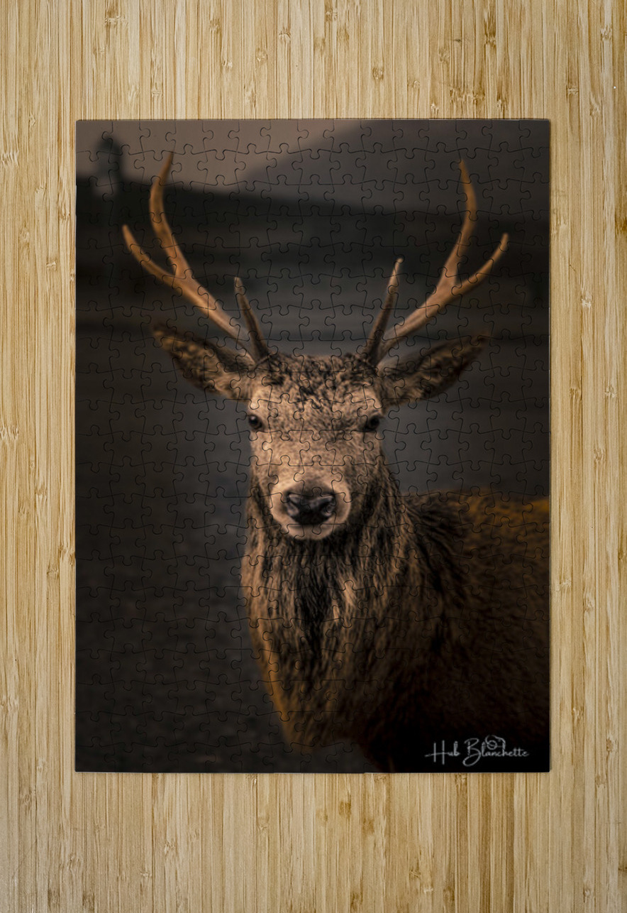 Red Deer In Glencoe Scotland  Hub Blanchette Puzzle printing