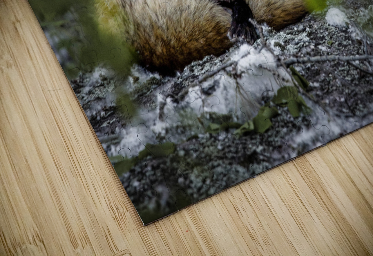 Sleepy Red Fox In Rural Manitoba Canada Hub Blanchette Puzzle