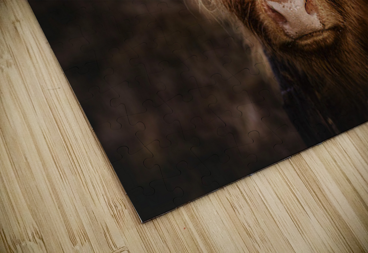 The Highland cow Scotland UK Hub Blanchette Puzzle