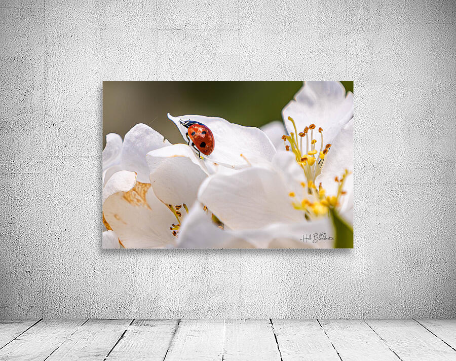 Back Yard Lady Bug Wall Preview