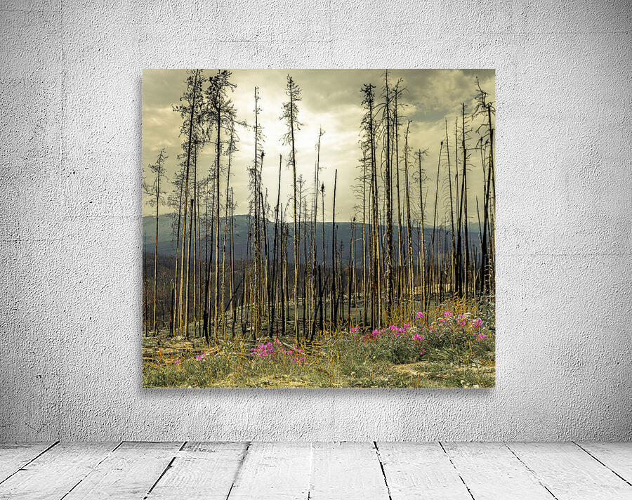 Flowers Blooming After The Jasper Alberta Canada Wild Fires Wall Preview