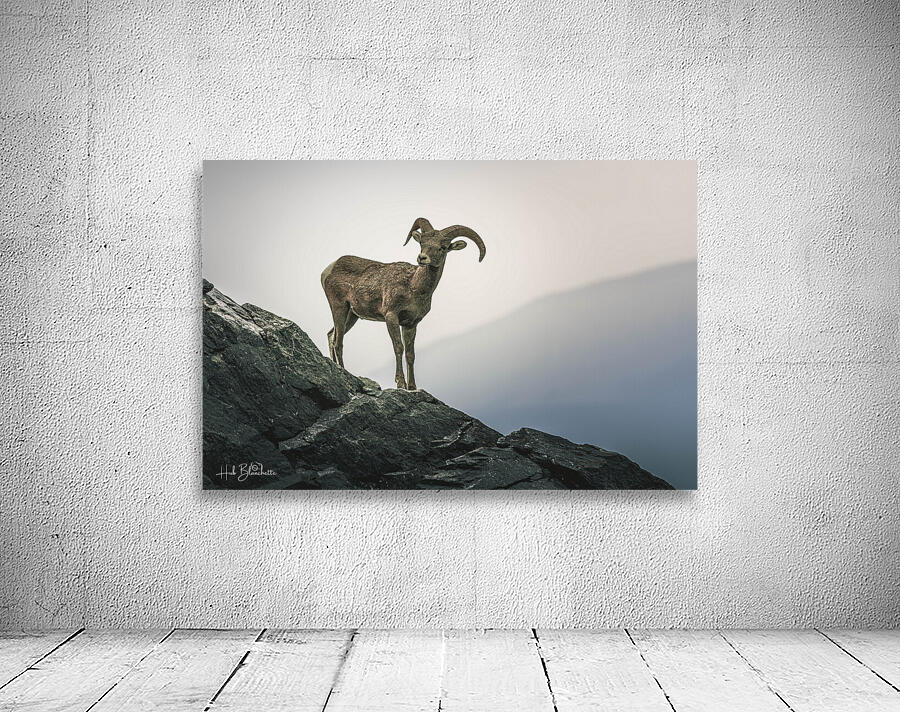 Mountain Goat Jasper Alberta Canada Wall Preview