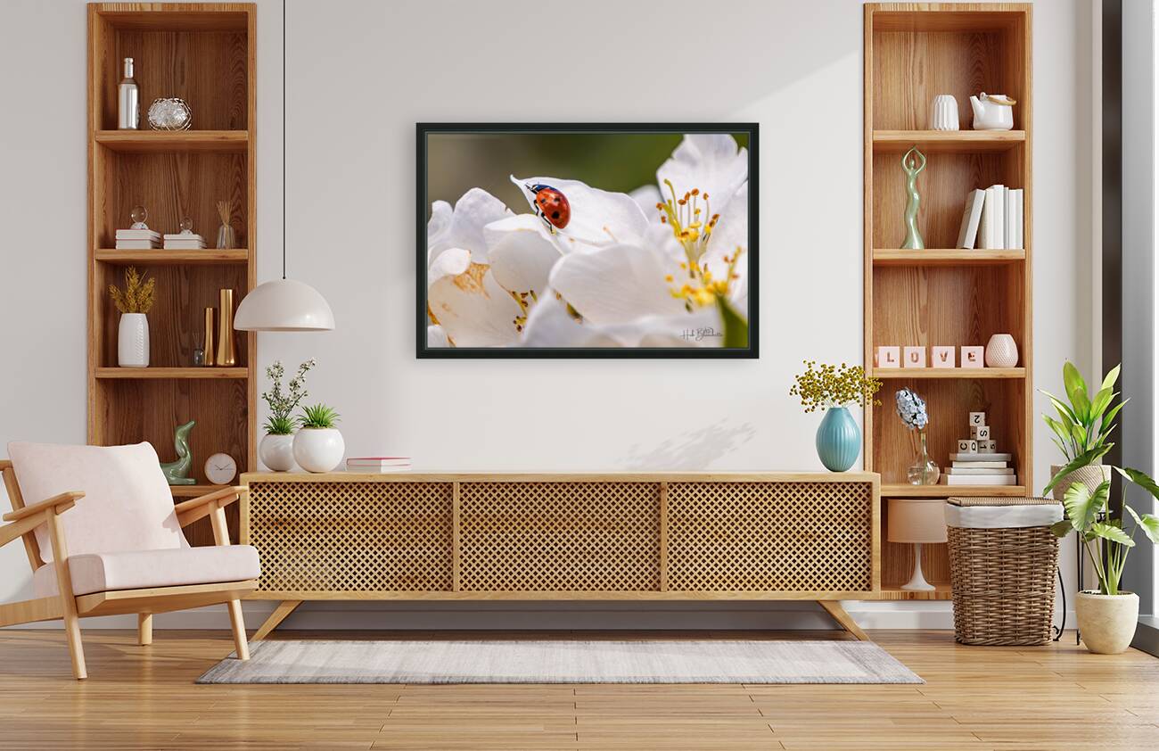 Back Yard Lady Bug Reproduction