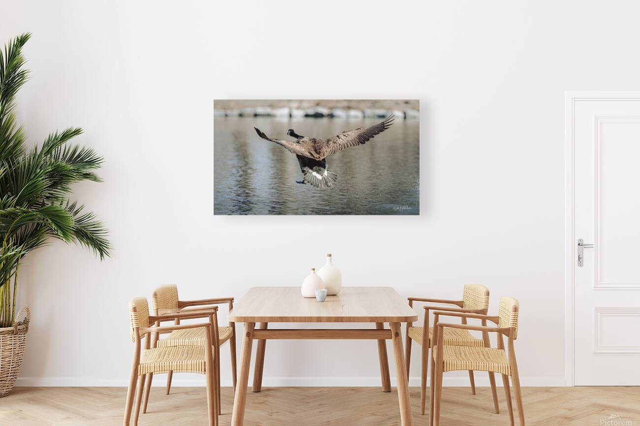 Smooth Landing Canada Goose Manitoba Canada Reproduction